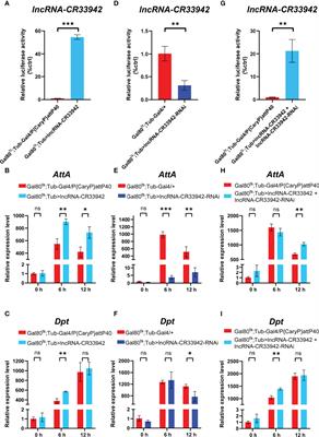 Drosophila Relish Activating lncRNA-CR33942 Transcription Facilitates Antimicrobial Peptide Expression in Imd Innate Immune Response